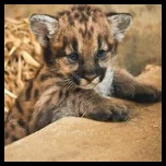 Arizona Cub (@arizonacub)