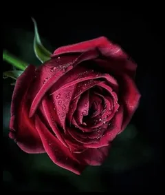 Cougar Rose (@u399931184)